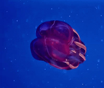 深海魚 GIF - Shinkaigyo Aquatic Life Ocean GIFs