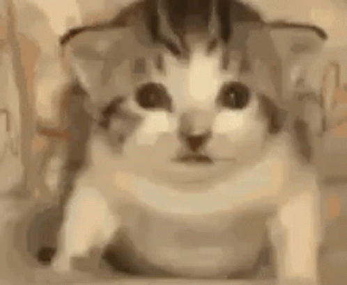 Cat Gato GIF - Cat Gato Boom GIFs