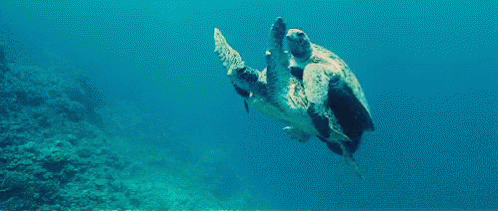 Turtle Piggyback Ride GIF - Turtle Piggyback Ride Swimming GIFs