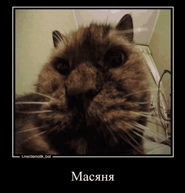 a picture of a cat with a caption that says " macaha "