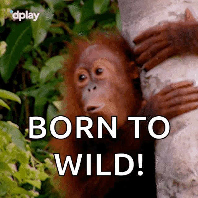 Monkey Born To Wild GIF - Monkey Born To Wild Cute GIFs