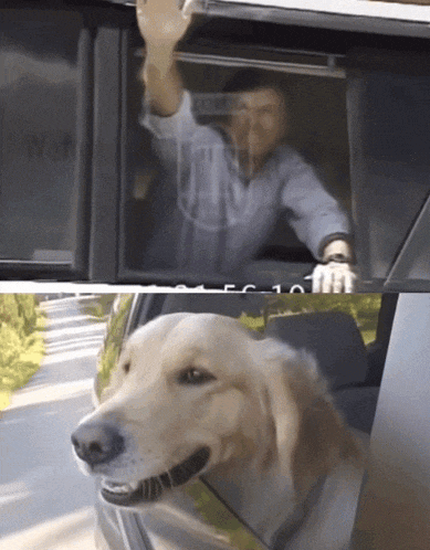 a dog is sticking its head out of a car window while a man looks on