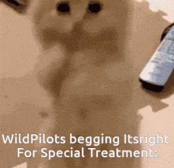 a close up of a dog with the words wild pilots begging itsright for special treatment