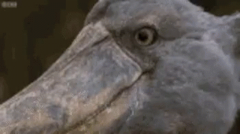 Funny Animals What GIF - Funny Animals What Duck GIFs