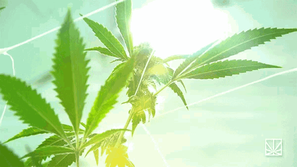 a marijuana plant with the sun shining through it
