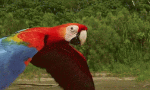 Scarlet Macaw Birb GIF