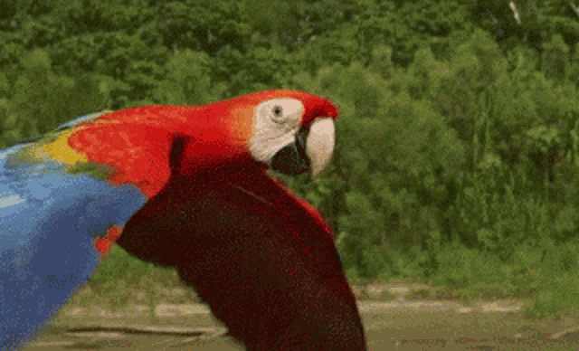 a colorful parrot is flying through the air in front of a forest