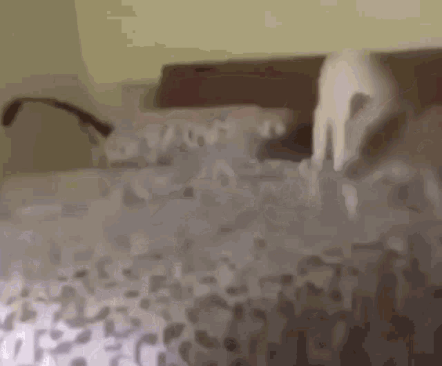 Dog Pooping On Bed Spinning Dog GIF - Dog Pooping On Bed Dog Spinning Dog GIFs