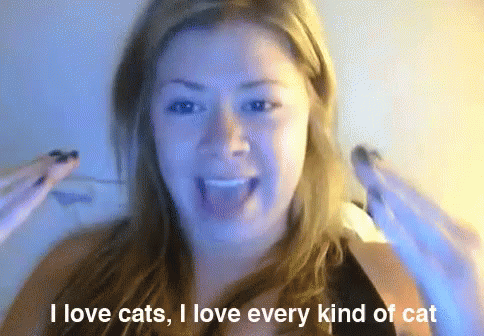 Cats Catlady GIF - Cats Catlady Cat GIFs