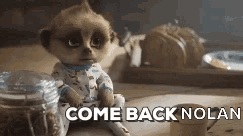 a meerkat is sitting on a table with the words `` come back nolan '' written above it .