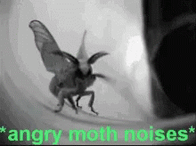 Moth Angry GIF - Moth Angry GIFs