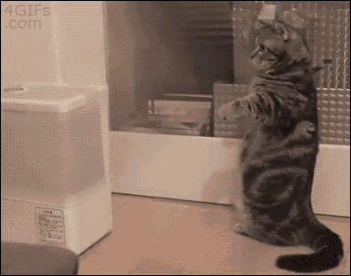 Steam Standing Cat GIF