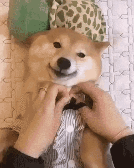 a person is petting a dog that is wearing a shirt and a hat .