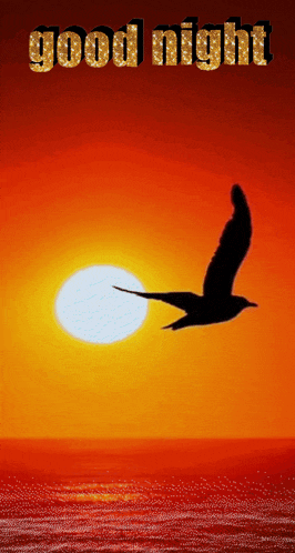 a picture of a bird flying in front of a sunset with the words good night