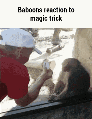 Magic Baboon GIF - Magic Baboon GIFs