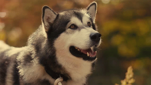 Barking Chinook GIF - Barking Chinook Hero Dog Journey Home GIFs