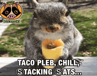 a squirrel is eating a piece of food with the caption taco pleb chill stacking sats ..