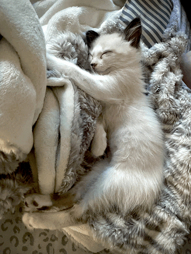 a kitten sleeping on a blanket with its eyes closed