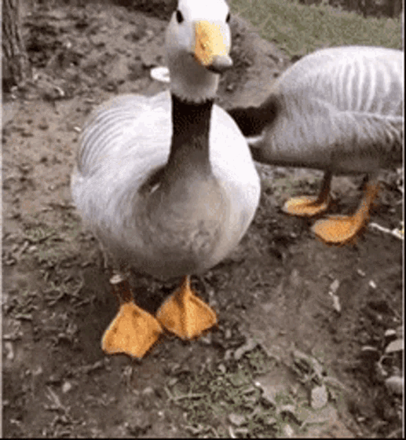 Cute Duck GIF