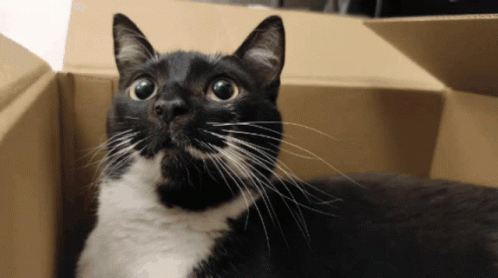 Wink Cat GIF - Wink Cat Tuxedo Cat GIFs