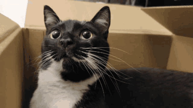 a black and white cat is sitting in a cardboard box and looking up