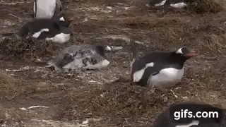 Penguin Poop GIF - Penguin Poop GIFs