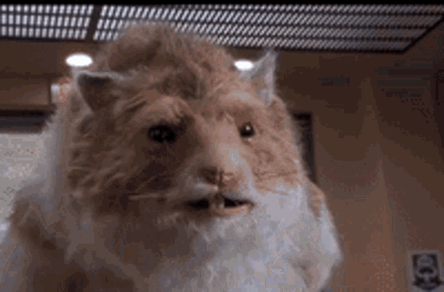 a close up of a stuffed animal that looks like a cat with a hamster face .
