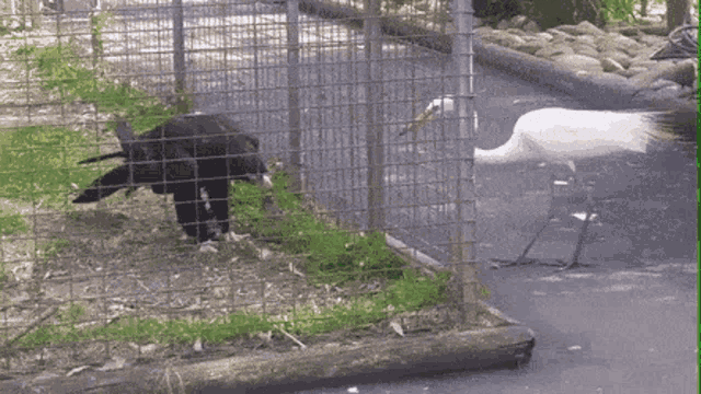 a white bird is standing next to a black bird in a fenced in area
