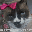 a cat with a pink bow on its head and the words happy valentine 's day below it