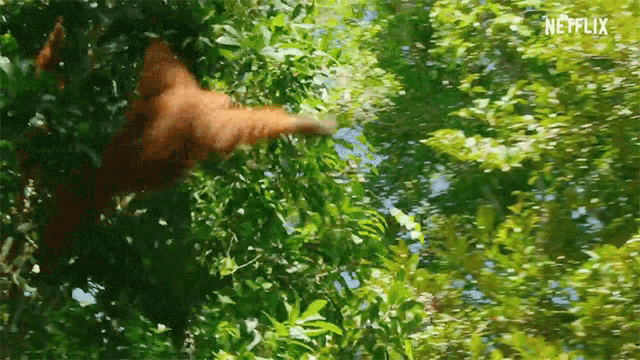 Orangutan Failure GIF - Orangutan Failure Try To Reach GIFs