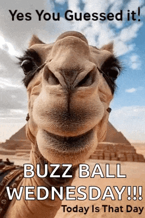 a close up of a camel 's face with a pyramid in the background