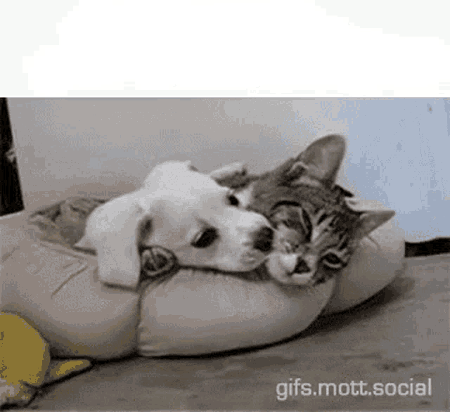 Amor Love GIF - Amor Love Dog And Cat GIFs