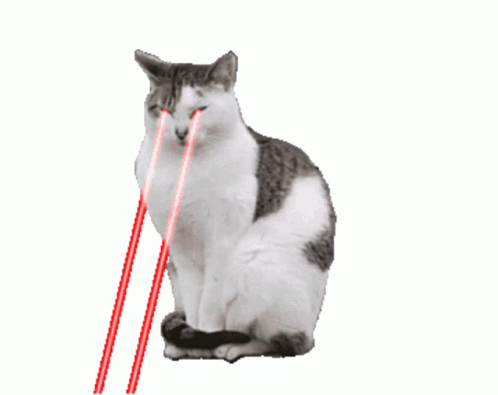 Cat Liar GIF - Cat Liar Red GIFs