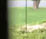 Pole Slide GIF - Pole Slide Squirrel GIFs