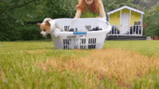 a dog is jumping into a laundry basket on a grassy field .