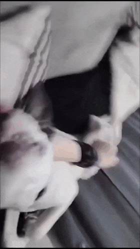a close up of a dog laying on a bed with a person in the background