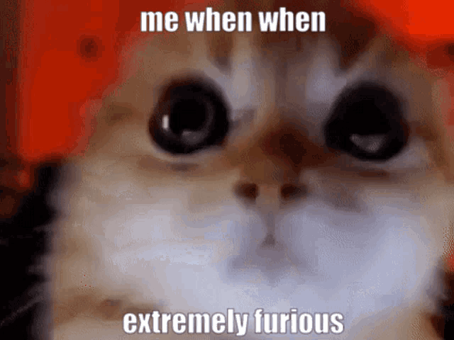 a close up of a cat 's face with the caption `` me when when extremely furious ''