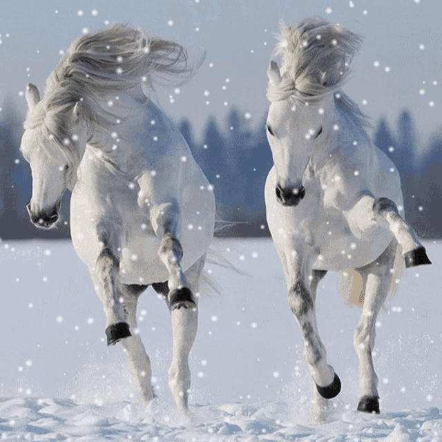 two white horses running in the snow with snow falling