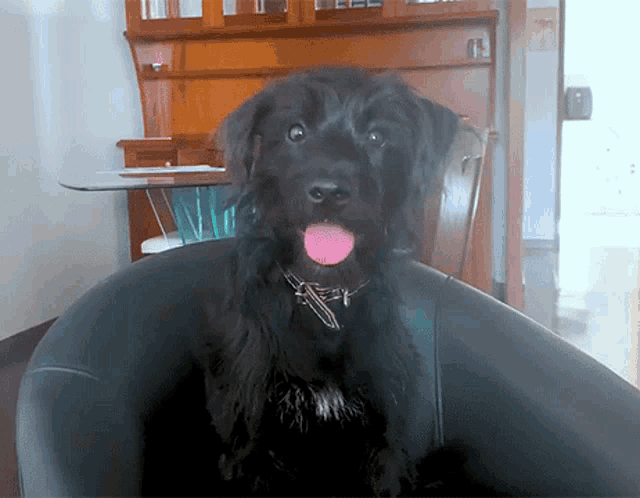 a black dog with a pink tongue is sitting on a black chair