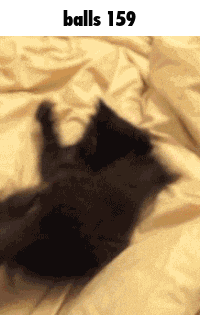 a black cat laying on a bed with the words balls 159 below it