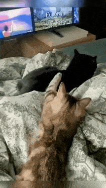 two cats are laying on a bed watching a tv show called europe .