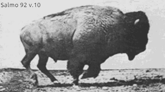 a black and white photo of a bison with the text salmo 92 v.10