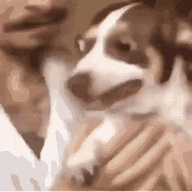 Scared Scared Dog GIF - Scared Scared Dog Dog GIFs