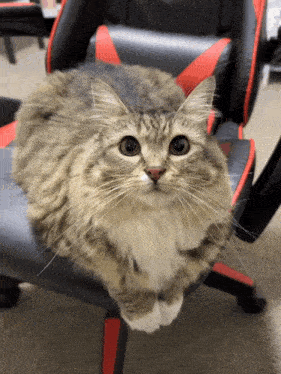 a fluffy cat is sitting on a black chair