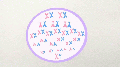 46cromosomas En Total Curiosamente GIF - 46cromosomas En Total Curiosamente Cromosomas GIFs