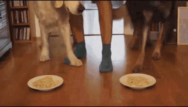 Spaghetti Dogs GIF - Spaghetti Dogs Eating GIFs