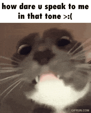 a close up of a cat 's face with the words how dare u speak to me in that tone above it