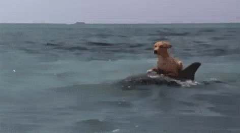 Dolphin Dog Riding Dolphin GIF - Dolphin Dog Riding Dolphin Funny Animals GIFs