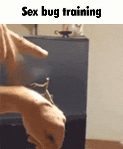 Sex Bug Training GIF - Sex Bug Training Mantis GIFs