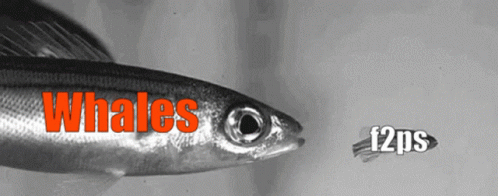 Sardines Fish GIF - Sardines Fish Eat GIFs